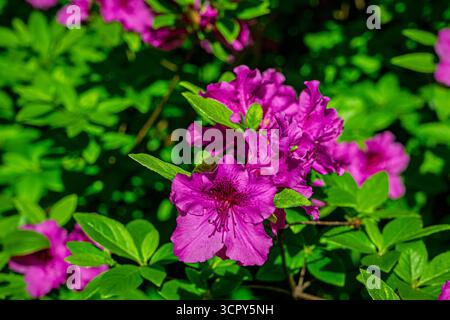 Gros plan de la photo un pétale d'Azalea violet pris dans un parc à Baltimore, Maryland Banque D'Images