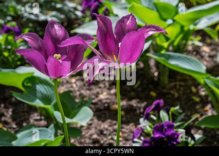 Une photo en gros plan d'une paire de tulipes violettes à fleurs de lis prises dans un parc à Baltimore, Maryland Banque D'Images