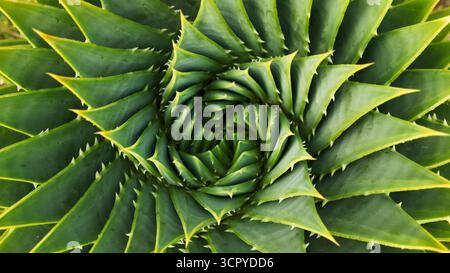 Aloe polyphylla communément appelé aloès spiralé, une espèce de plante à fleurs appartenant au genre Aloe. Ses feuilles ont une spirale très distinctive Banque D'Images