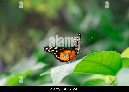 Heliconius hecale, tigre longwing, Hecale longwing, doré longwing ou papillon heliconien doré assis sur une feuille verte dans le fond de jardin. Butterf Banque D'Images