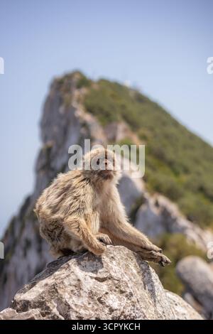 Le macaque barbaresque (Macaca Sylvanus) se trouve sur une surface rocheuse à Gibraltar. Vue rapprochée du primat dans son environnement extérieur naturel. Banque D'Images