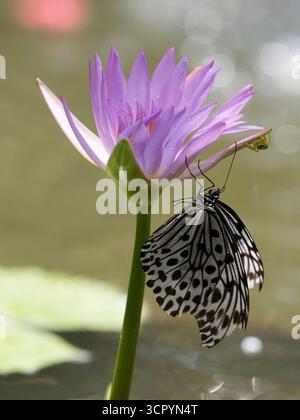 Arbre nymphe papillon sur fleur de lotus (idée de genre) Bali, Indonésie Banque D'Images