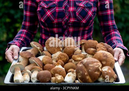 Gros plan de la femme dans la chemise à carreaux tenant le plateau de champignons crus fraîchement cueillis sur fond vert Banque D'Images