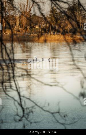 La sauvagine repose sur un banc de sable au lac Yeongrang, Sokcho, avec des ondulations, des roseaux et une forêt de pins foncés brillants dans la lumière dorée du soir. Banque D'Images