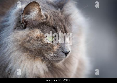 Un chat aux yeux verts regarde la caméra. Le chat a un long manteau moelleux et il regarde le spectateur Banque D'Images