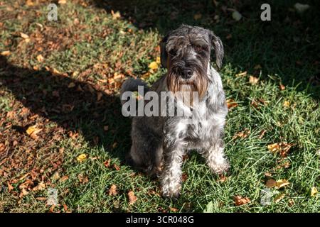 Adorable chien Schnauzer assis sur l'herbe verte à l'extérieur, animal de compagnie mignon avec manteau filaire et visage expressif appréciant la nature Banque D'Images