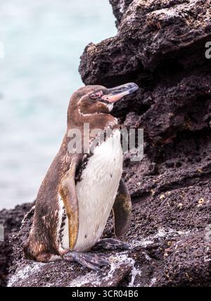 Manchot des Galapagos (Spheniscus mendiculus) debout sur des roches noires, Parc national des Galapagos, Équateur. Banque D'Images