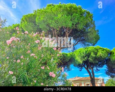Pin de cèdre, Pinus pinea, pin de cèdre italien, pin parapluie dans une ville italienne. Couronne de cèdre contre un ciel bleu. Coucher de soleil. Photo de haute qualité Banque D'Images