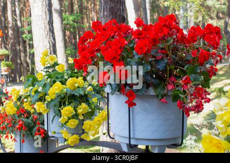 Utilisation de bégonias tubéreux dans l'aménagement paysager. Bégonias avec de grandes fleurs rouges et bégonias avec des fleurs jaune vif. Une belle bégonia fleurit. Banque D'Images
