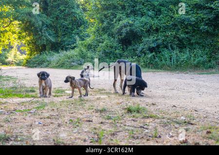 Chiots et chiens adultes en plein air sur le chemin de la nature. Groupe de jeunes chiens explorant, jouant un sentier forestier Banque D'Images