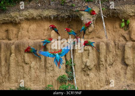 Un troupeau vibrant d'aras se rassemblent sur une léchette d'argile, leur plumage brillant créant un contraste saisissant avec les tons terreux de l'argile. Banque D'Images