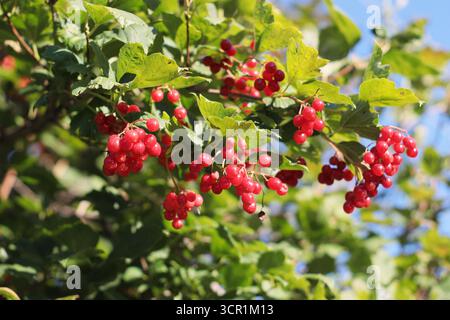 Branche de baies de viburnum rouge avec des feuilles vertes dans le jardin. Fruits brillants suspendus à l'arbuste en été ou en automne. Parfait pour les cartes postales, prin Banque D'Images