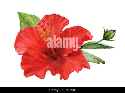 Aquarelle illustration de fleurs d'hibiscus réalistes, Collection botanique tropicale Banque D'Images