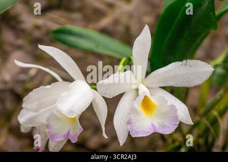 Une photo d'une superbe espèce d'orchidée blanche, connue sous le nom de Cattleya violacea (nom latin). Banque D'Images