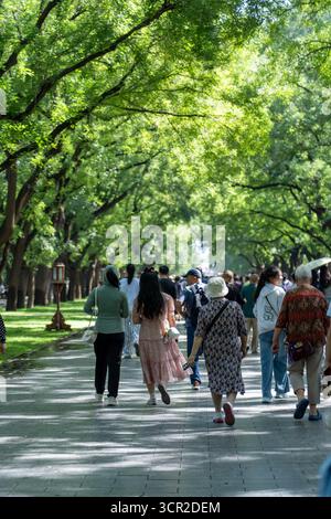 Pékin, Chine - 14 septembre 2025 : les visiteurs se promènent sous une verdure et vibrante canopée d'arbres le long d'un sentier pittoresque dans l'historique Temple du ciel Banque D'Images