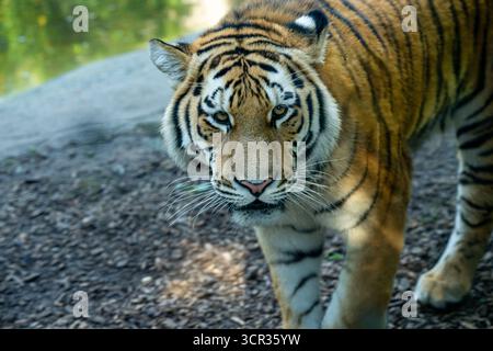 Tigre de Sibérie (Panthera tigris altaica), également connu sous le nom d'Amur tiger Banque D'Images