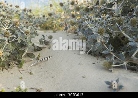 Chardon de mer (Eryngium maritimum) dans les dunes, photographié dans la lumière chaude du soir, avec une plume d'oiseau rayée unique sur le sable, plage de Schillig Banque D'Images