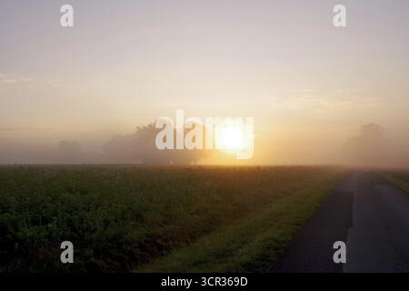 Paysage, matin, brouillard, lever de soleil, humeur, automne, route, Allemagne, le soleil levant brille au-dessus d'un champ avec des récoltes de capture Banque D'Images