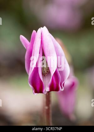 Un gros plan d'une seule fleur rose foncé de Cyclamen confusum Banque D'Images