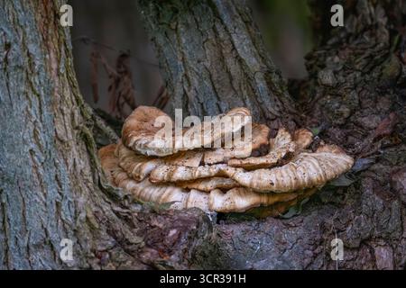 gros plan d'un polypore sur un arbre Banque D'Images