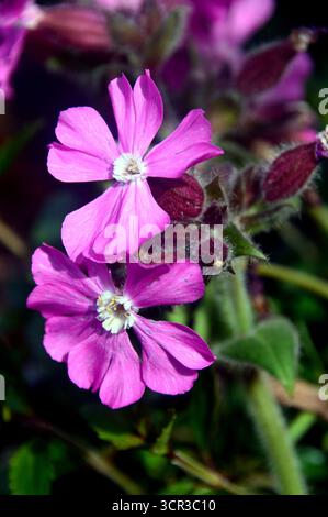 Rose Silene Dioica (le favori de Rollie) 'Red Campion' Fleur exposée dans les frontières au RHS Garden Harlow Carr, Harrogate, Angleterre, Royaume-Uni. Banque D'Images