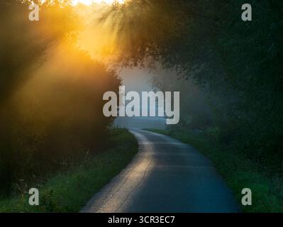 Lever de soleil d'automne brumeux, sentier menant à Radley Boathouse et à la Tamise. C'est ne de ma rangée préférée d'arbres, n'importe où. Et il se trouve que c'est dans mon village natal de Radley dans l'Oxfordshire, en Angleterre. Il est proche de la Tamise, sujet aux inondations et aussi au brouillard qui monte de la rivière. Il parvient à paraître joli tout au long de l'année - et en particulier ici un matin d'automne brumeux et trouble, juste après le lever du soleil. Banque D'Images