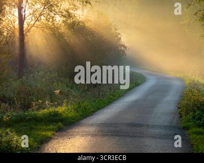 Lever de soleil d'automne brumeux, sentier menant à Radley Boathouse et à la Tamise. C'est ne de ma rangée préférée d'arbres, n'importe où. Et il se trouve que c'est dans mon village natal de Radley dans l'Oxfordshire, en Angleterre. Il est proche de la Tamise, sujet aux inondations et aussi au brouillard qui monte de la rivière. Il parvient à paraître joli tout au long de l'année - et en particulier ici un matin d'automne brumeux et trouble, juste après le lever du soleil. Banque D'Images