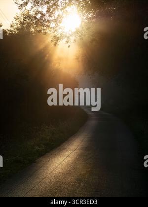 Lever de soleil d'automne brumeux, sentier menant à Radley Boathouse et à la Tamise. C'est ne de ma rangée préférée d'arbres, n'importe où. Et il se trouve que c'est dans mon village natal de Radley dans l'Oxfordshire, en Angleterre. Il est proche de la Tamise, sujet aux inondations et aussi au brouillard qui monte de la rivière. Il parvient à paraître joli tout au long de l'année - et en particulier ici un matin d'automne brumeux et trouble, juste après le lever du soleil. Banque D'Images