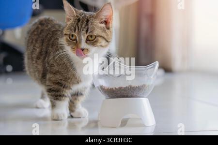 Nourrir un concept de chat. Chaton chat rayé drôle debout sur le sol avec bol de nourriture et lèvres léchantes Banque D'Images