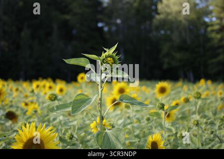 Un tournesol individuel, plus grand que les autres, sur un champ de tournesols. Banque D'Images
