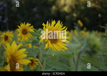 Vue latérale d'un champ de tournesols en fleurs. Banque D'Images