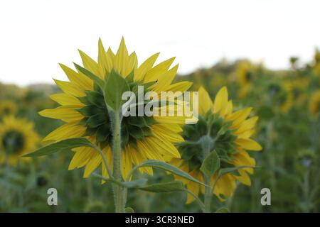 Une vue de l'arrière d'un champ de tournesols en fleurs. Banque D'Images