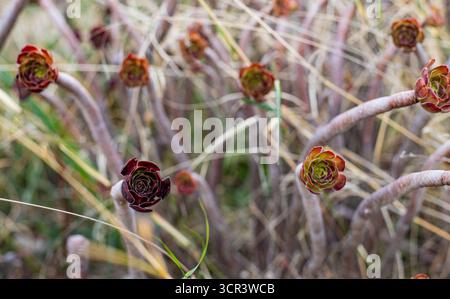 Belles feuilles succulentes ressemblant à des fleurs sur des tiges boisées au soleil. Black Rose Aenonium espace pour le texte à côté Banque D'Images