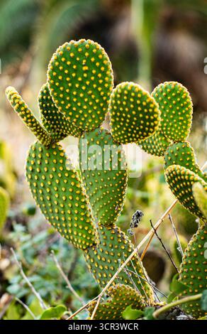 Gros plan de plante de cactus avec des tampons verts et des épines jaunes Banque D'Images