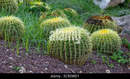 Focus détaillé sur les épines dorées d'un gros succulent sphérique sain, Golden Barrel Cactus Banque D'Images