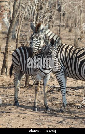 Deux zèbres la tête serrée dans le parc national Kruger, Afrique du Sud. Banque D'Images