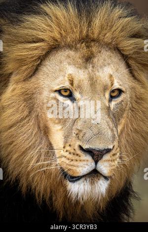 Un lion est vu en Afrique du Sud le 2025 septembre Banque D'Images