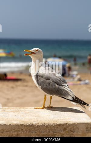 Mouette debout sur la plage avec des gens flous et des parasols en arrière-plan Banque D'Images