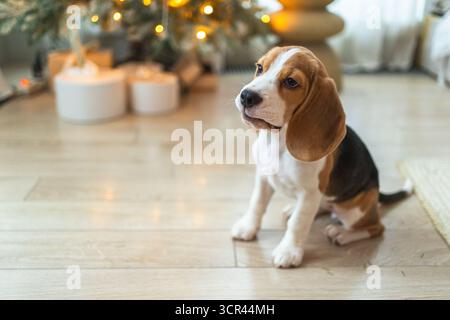 Drôle chien chiot mignon beagle jouant près de l'arbre de Noël à la maison à l'intérieur. Préparation pour les vacances. Chien de compagnie reposant à la maison avec des décorations de Noël. Joyeux Noël concept Banque D'Images