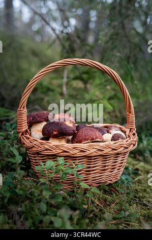 Magnifique panier en osier rempli de champignons sauvages fraîchement cueillis (Boletus Pinophilus) assis sur la mousse et l'herbe dans un cadre forestier naturel Banque D'Images