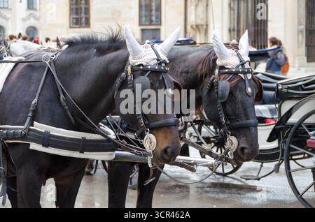 Vienne, Autriche – 7 octobre 2017 : gros plan de chevaux attelés préparés pour une promenade en calèche à Vienne. Banque D'Images