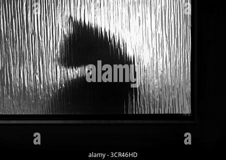 Silhouette d'un chat derrière un verre texturé avec cadre de fenêtre, figure ombragée en noir et blanc abstrait Banque D'Images