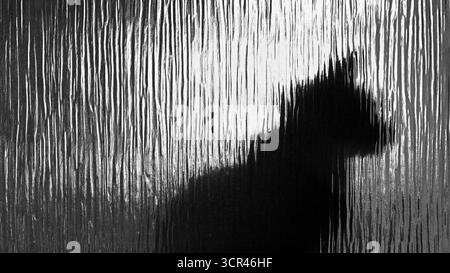 Silhouette d'un chat derrière du verre texturé, figure ombragée en noir et blanc abstrait, au format écran large Banque D'Images