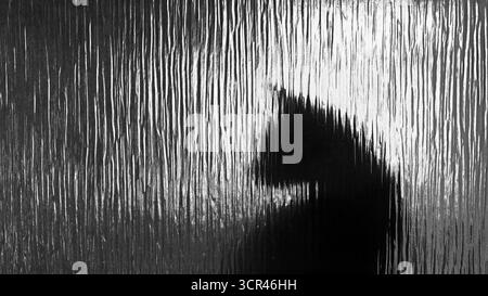 Silhouette d'un chat derrière du verre texturé, figure ombragée en noir et blanc abstrait, au format écran large Banque D'Images