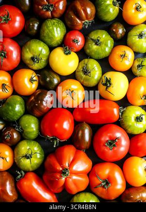 Soupe de tomates et de pain copieux avec tomates héritées mélangées, style rustique. Banque D'Images