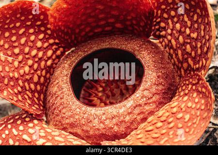 Grande fleur rouge de Rafflesia arnoldii avec des pétales épais et texturés et une ouverture centrale entourée de pointes. Bukkitinggi, Sumatra Ouest, Indonésie Banque D'Images