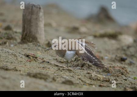 Actitis hypoleucos Common Sandpiper Banque D'Images