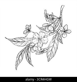 Branche de printemps avec des fleurs de pêche, d'amande ou d'abricot vecteur illustration isolée peinte par des encres noires. Fleurs et feuilles monochromes sur la gravure de brindilles Illustration de Vecteur