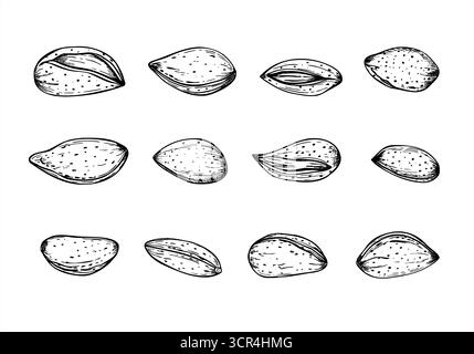Ensemble d'amandes crues dans leurs coquilles. illustration vectorielle monochrome. Noix crues saines, riches vitamines graines de fruits clip choisi Abricot frais ou noix d'amande Illustration de Vecteur