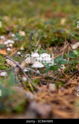 un grand groupe de champignons blancs avec un point noir sur leurs chapeaux dans la forêt en automne, un groupe dangereux de champignons blancs toxiques et dangereux Banque D'Images